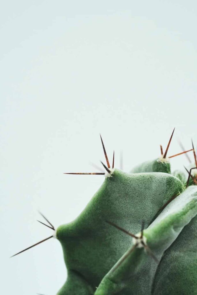 El único set de barbacoa que te ayuda a preparar el fuego
